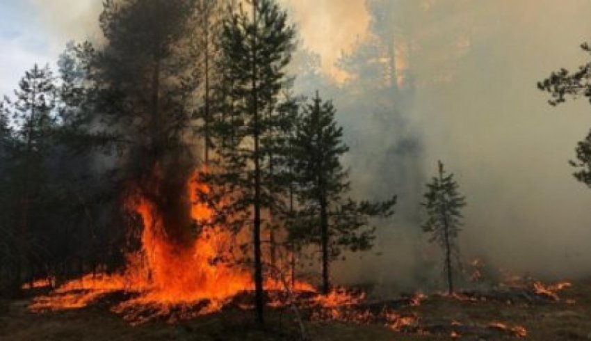 Лесные пожары можно предупредить.